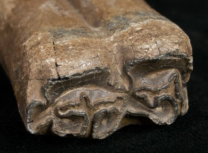 Pleistocene Aged Fossil Horse Tooth - Florida #10289